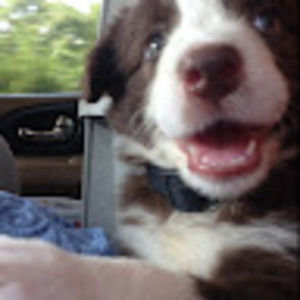 Meet your Posher, Abigail